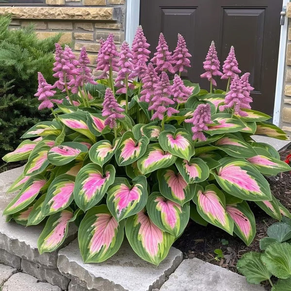 ๐ฟRare Hosta Seeds for Lush Shade Gardens๐(500 seeds)