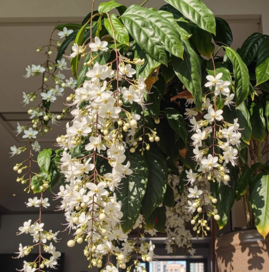Hanging Jasmine Flower Seeds