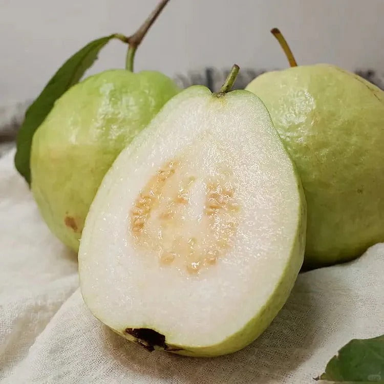 ๐Tropical Guava Growing Kit for Pots & Gardens