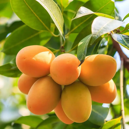 10PCS Extra-Sweet Superior Pink Mango for Plant seeds