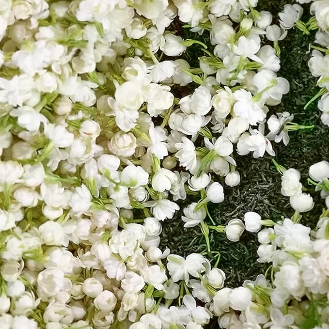 Hanging Jasmine Flower Seeds