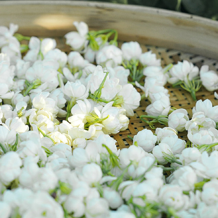 🏆Over 65,000 SOLD!🌸Friendly Hanging Jasmine. Dreamy Indoor Flower-FO