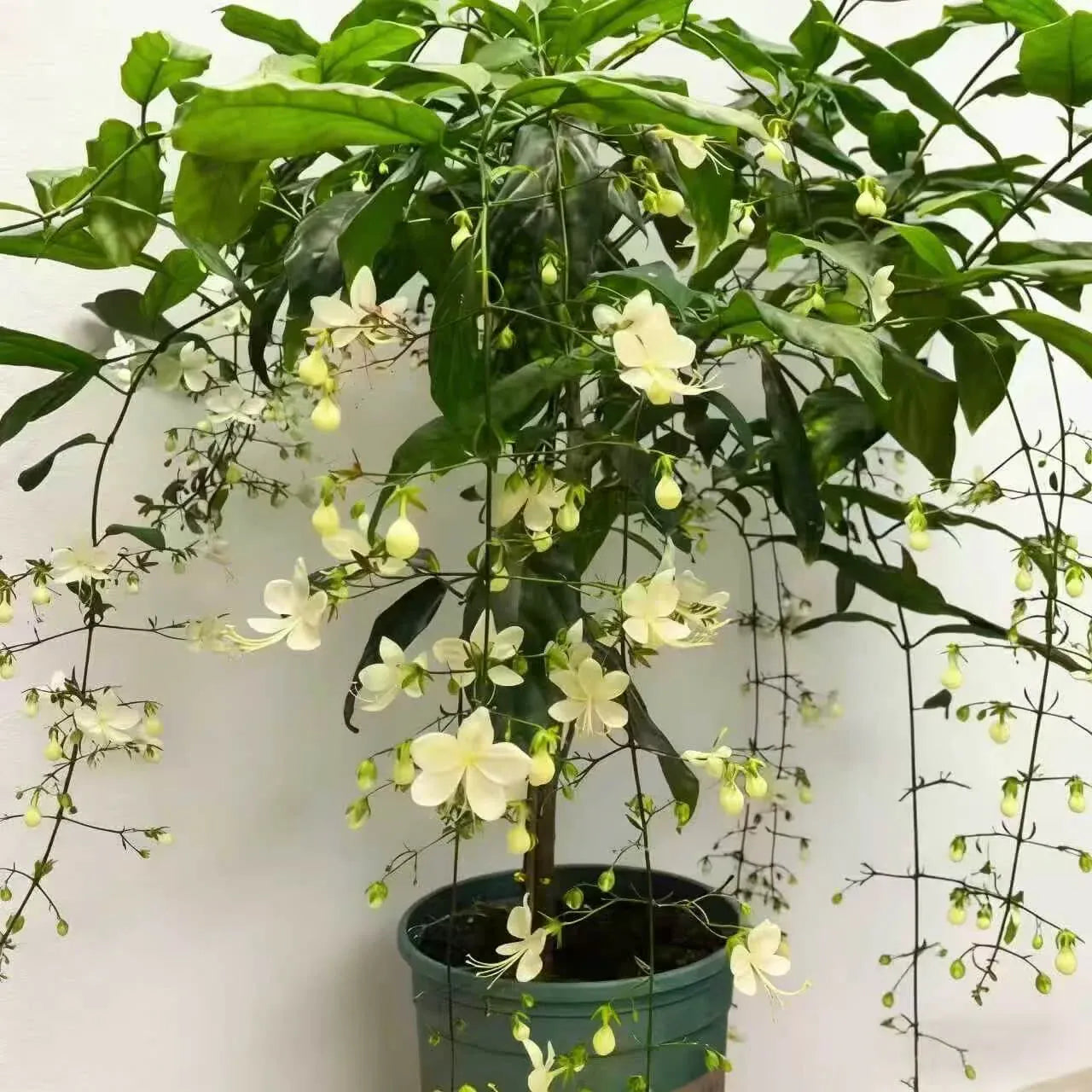 🏆Over 65,000 SOLD!🌸Friendly Hanging Jasmine. Dreamy Indoor Flower-FO