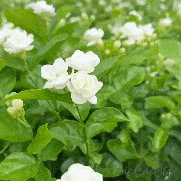 🏆Over 65,000 SOLD!🌸Friendly Hanging Jasmine. Dreamy Indoor Flower-FO