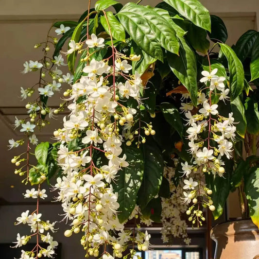 🏆Over 65,000 SOLD!🌸Friendly Hanging Jasmine. Dreamy Indoor Flower-FO
