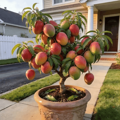 🥭Golden Honey Mango Seeds🌱– Dwarf Plant, Suitable For Potted Cultivation, Can Be Grown Year🌿