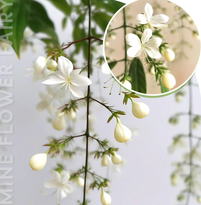 Hanging Jasmine Flower Seeds