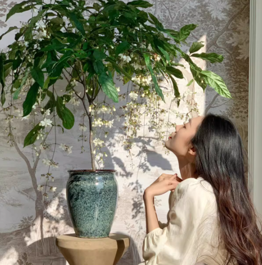 Hanging Jasmine Flower Seeds