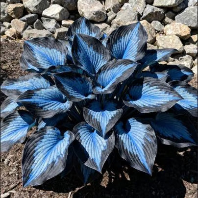 🌿Rare Hosta Seeds for Lush Shade Gardens💖(500 seeds)