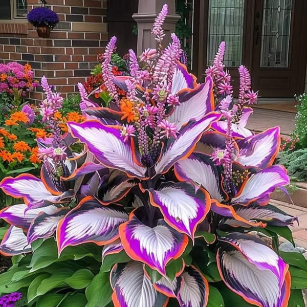 🌿Rare Hosta Seeds for Lush Shade Gardens💖(500 seeds)