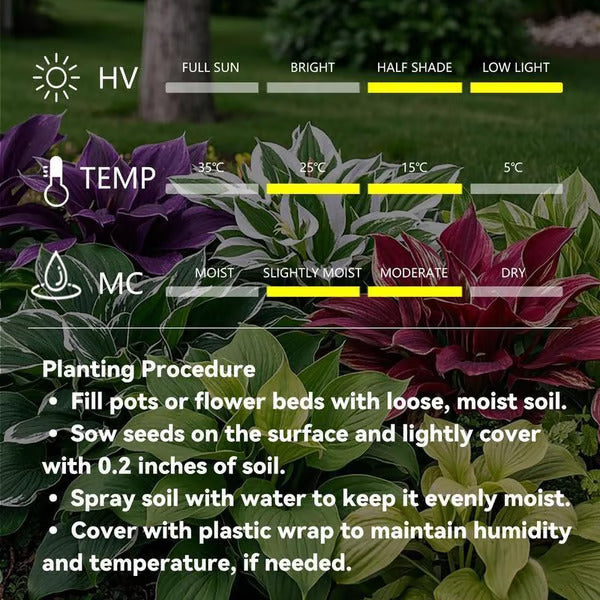 🌿Rare Hosta Seeds for Lush Shade Gardens💖(500 seeds)
