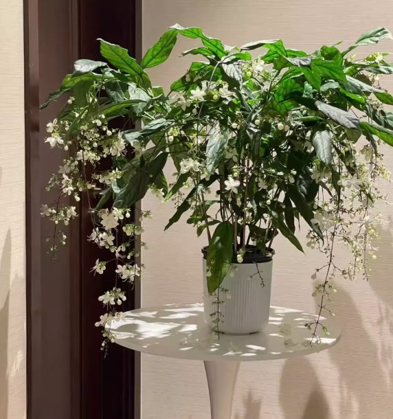 Hanging Jasmine Flower Seeds