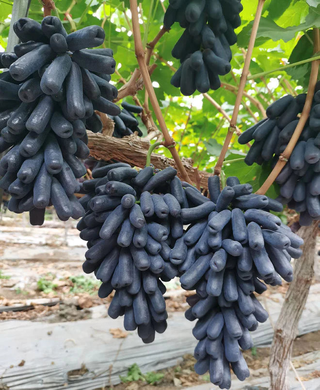 Sapphire Grapes Seeds