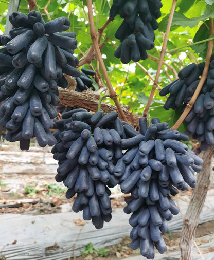 Sapphire Grapes Seeds