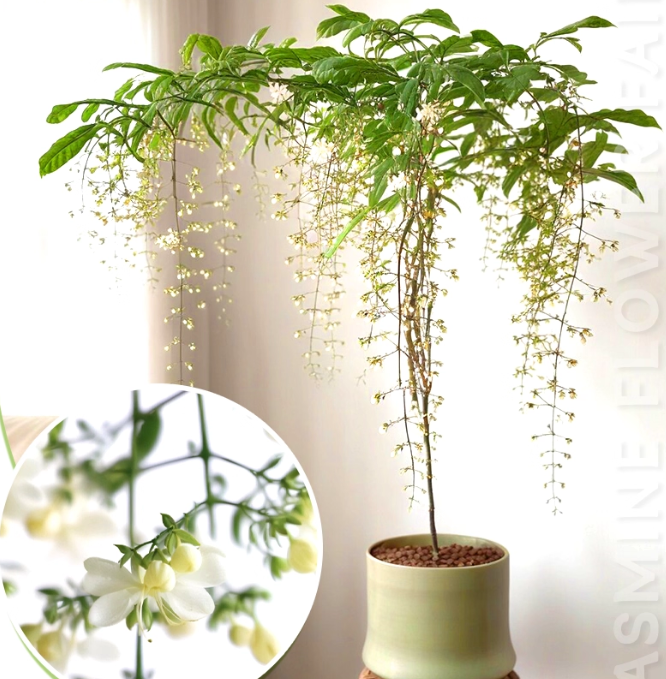 Hanging Jasmine Flower Seeds