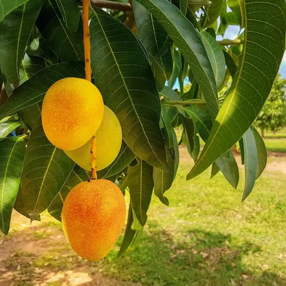 10PCS Extra-Sweet Superior Pink Mango for Plant seeds