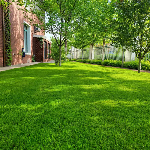 🌱2026 Evergreen Dwarf Grass Seed | For Four Seasons