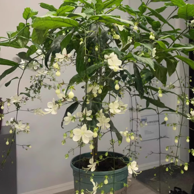 Hanging Jasmine Flower Seeds
