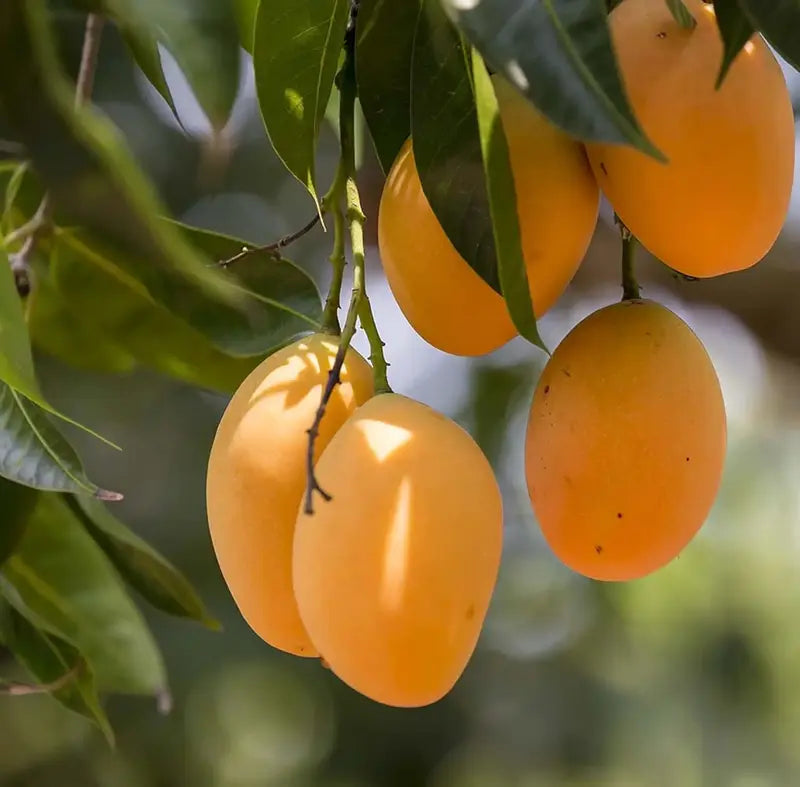 10PCS Extra-Sweet Superior Pink Mango for Plant seeds