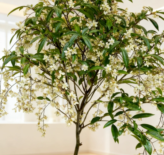 Hanging Jasmine Flower Seeds