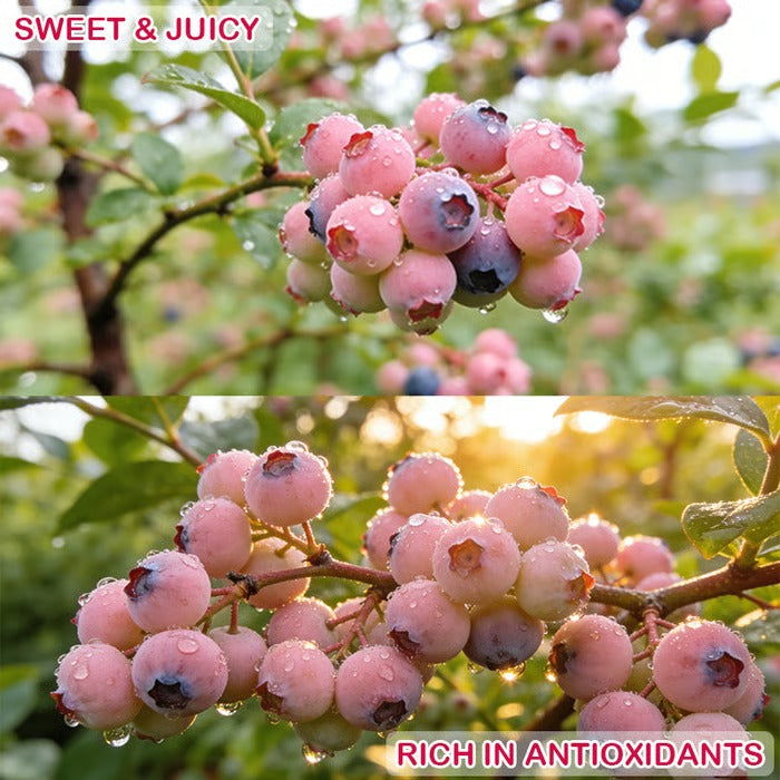 🔥50K+ SOLD!💟Premium Pink Blueberry Seeds -😋A Uniquely Delightful Taste