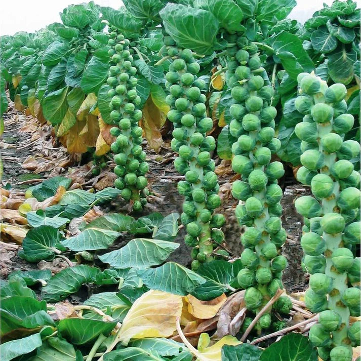 Brussels Sprouts Seeds